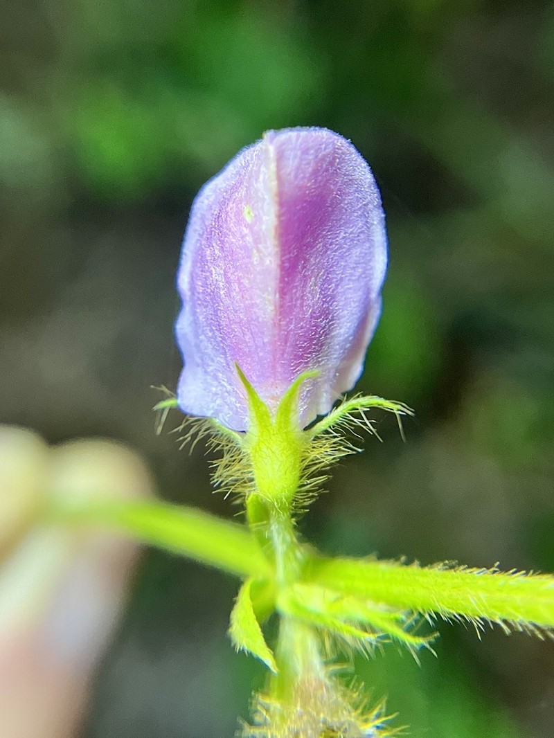 Spiked Hoarypea photo 6