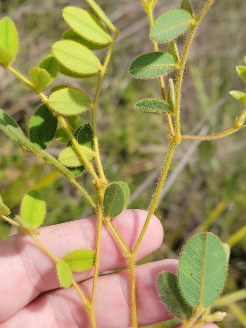Spiked Hoarypea photo 7