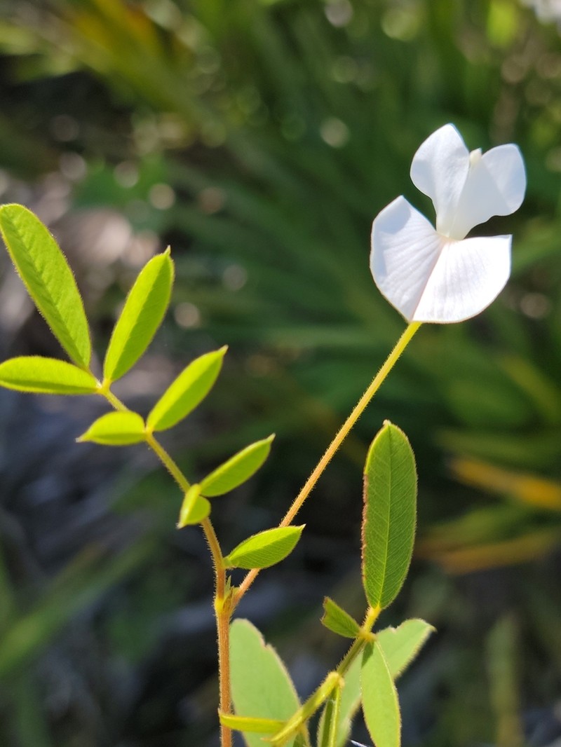 Spiked Hoarypea photo 8