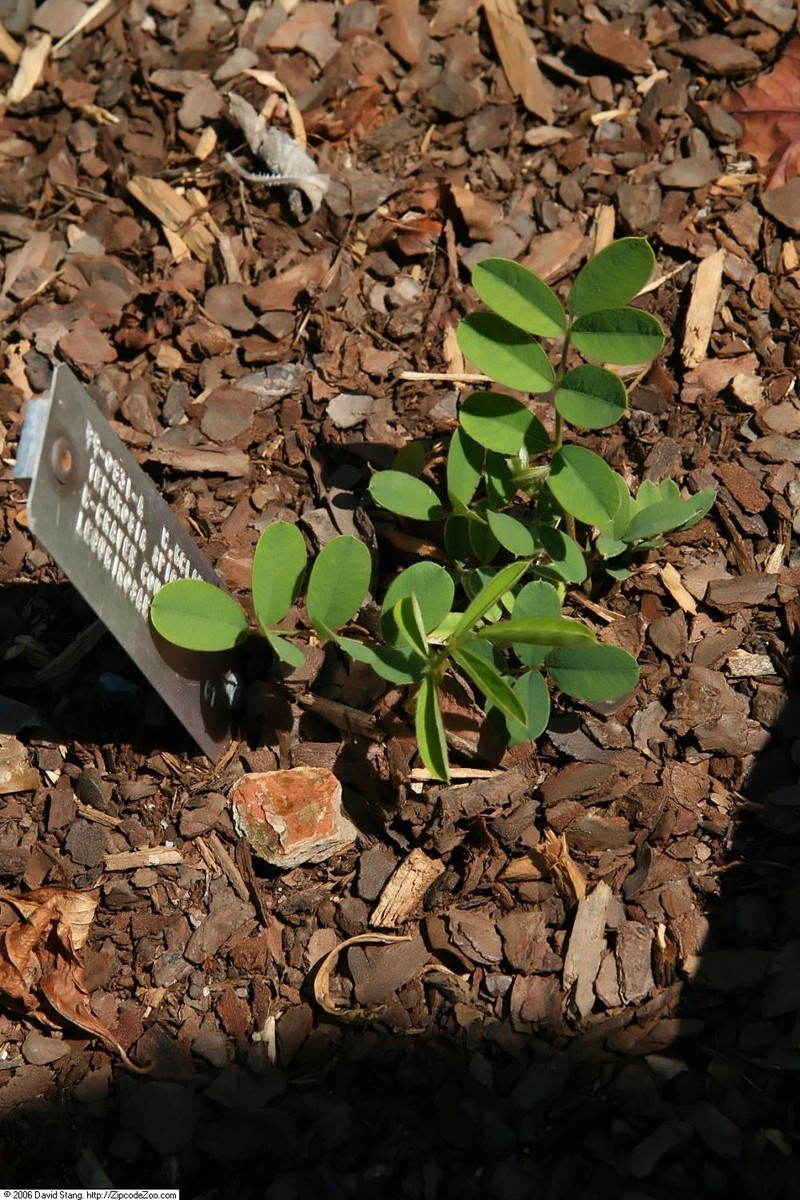 Spiked Hoarypea