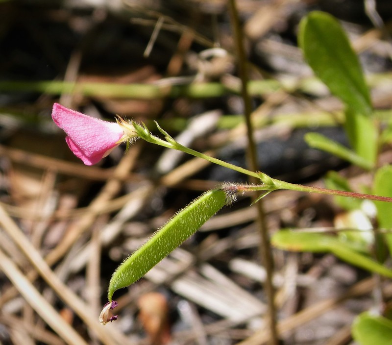 Spiked Hoarypea photo 2