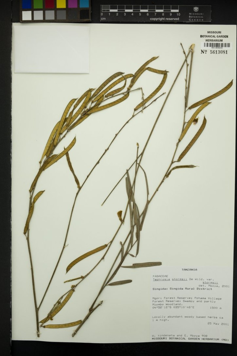 Tephrosia stormsii var. stormsii
