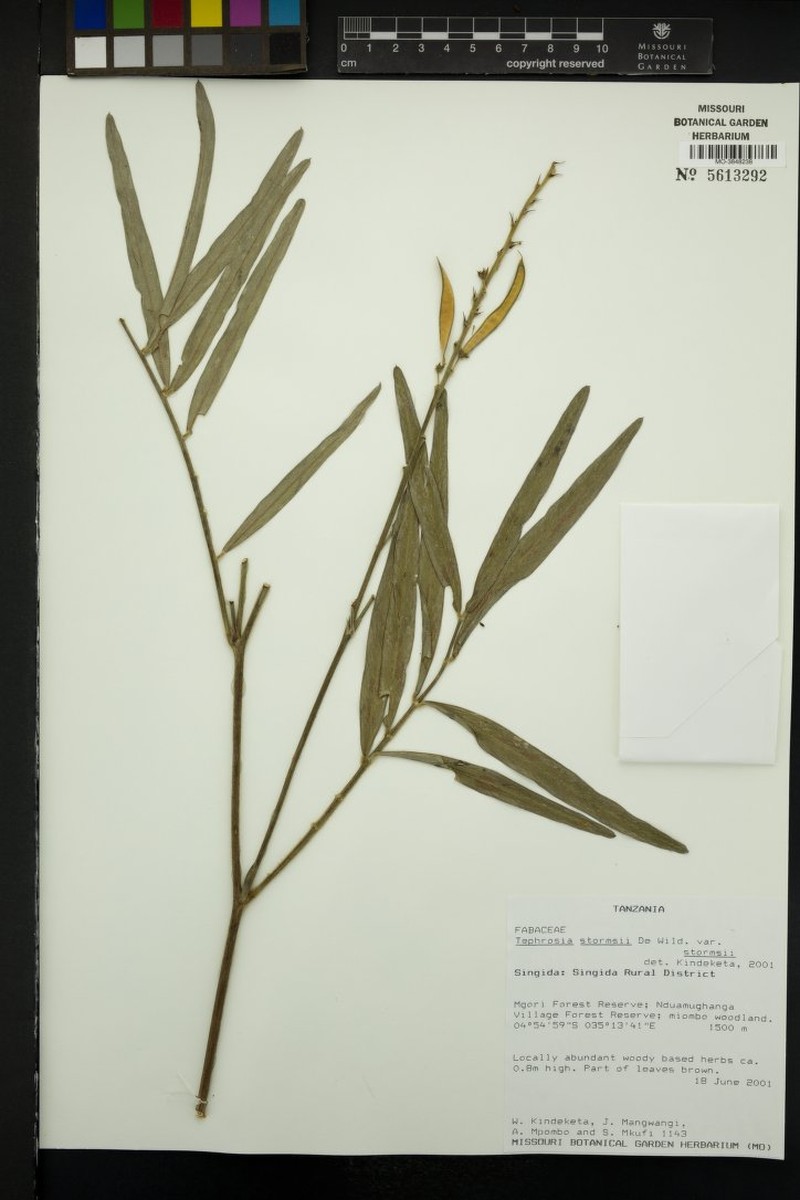 Tephrosia stormsii var. stormsii photo 2
