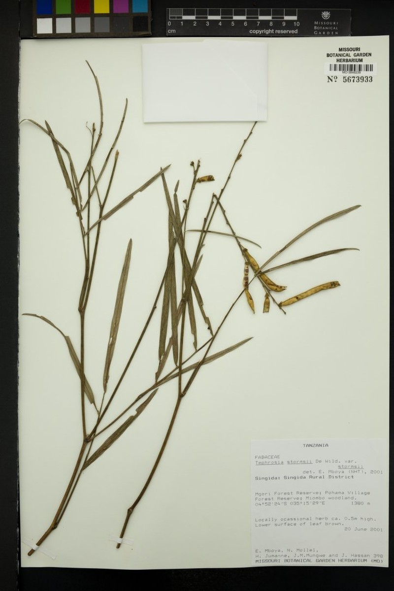 Tephrosia stormsii var. stormsii photo 3