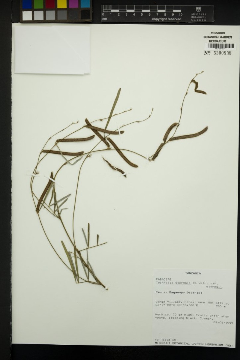 Tephrosia stormsii var. stormsii photo 4