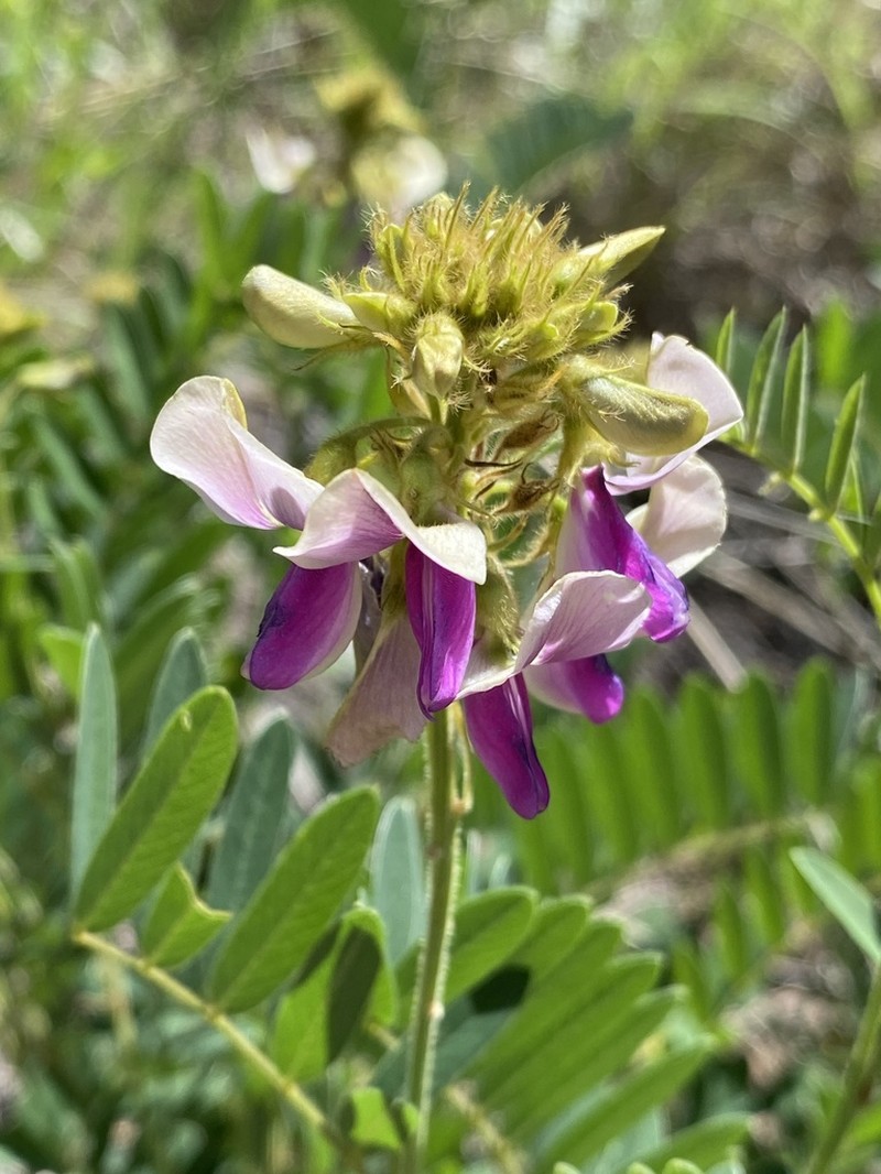 Thurber's Hoarypea