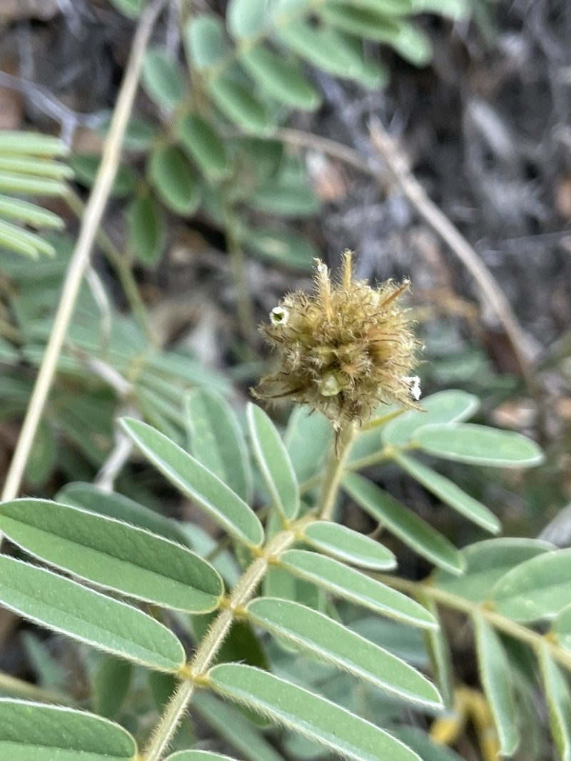 Thurber's Hoarypea photo 2