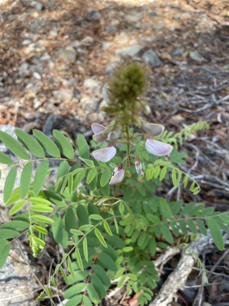 Thurber's Hoarypea photo 3