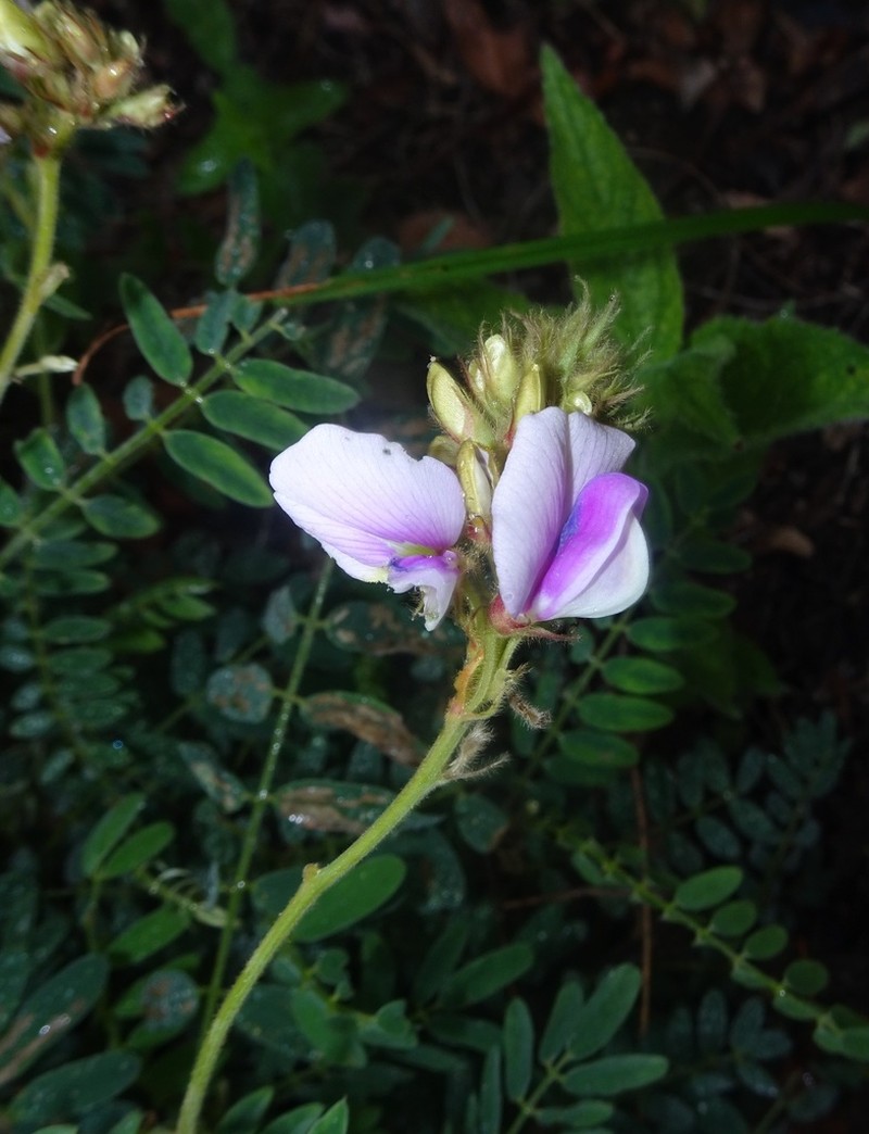 Thurber's Hoarypea photo 4