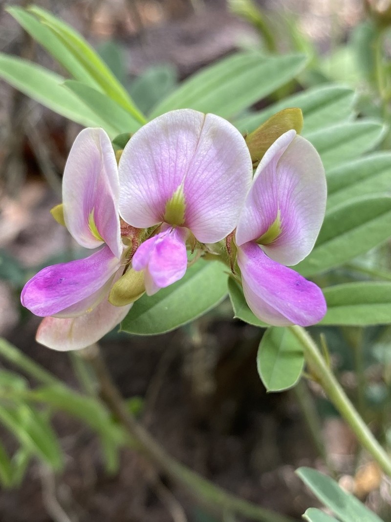 Thurber's Hoarypea photo 5