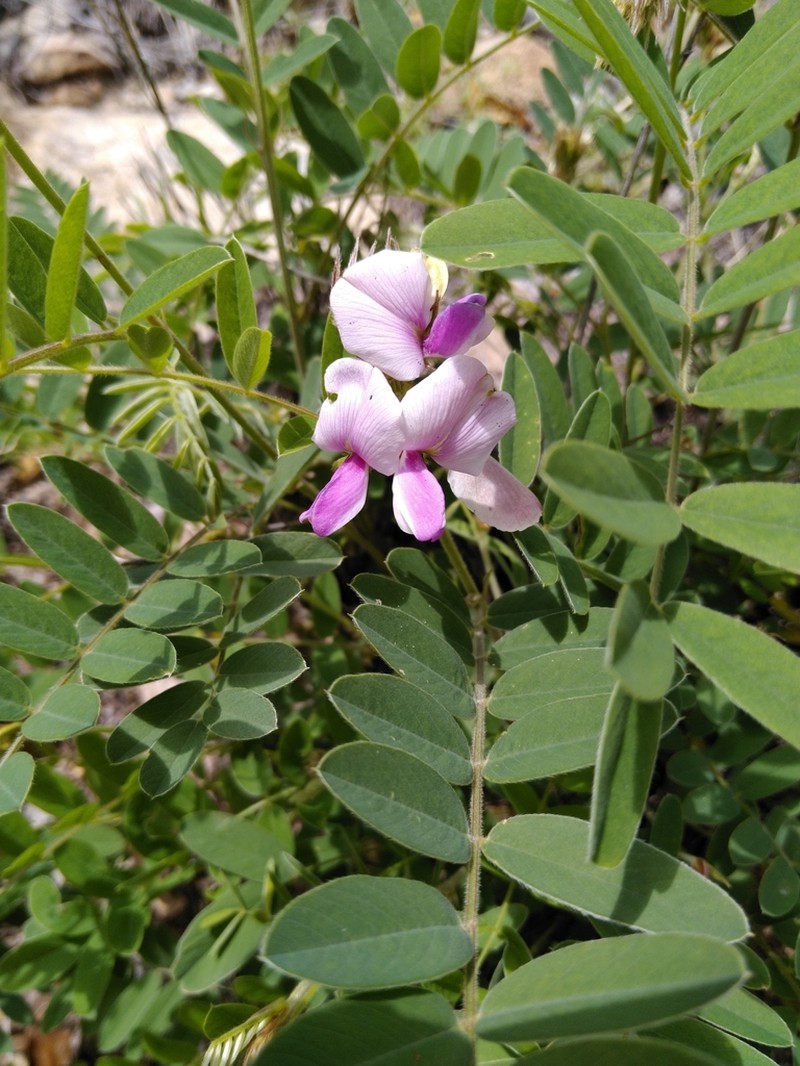 Thurber's Hoarypea photo 6