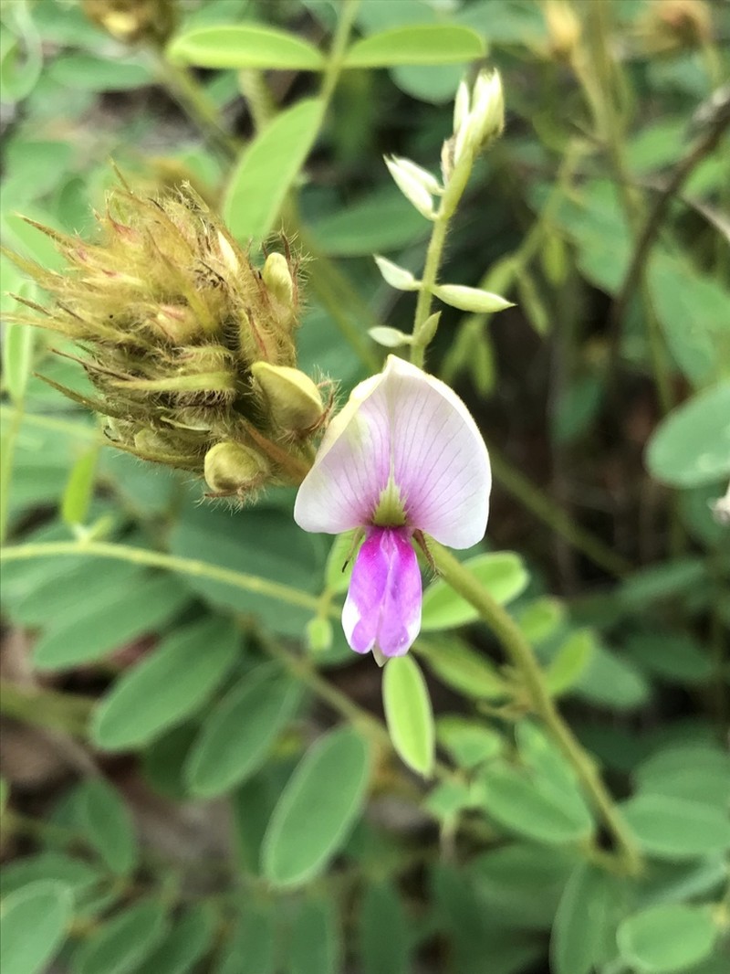 Thurber's Hoarypea photo 7