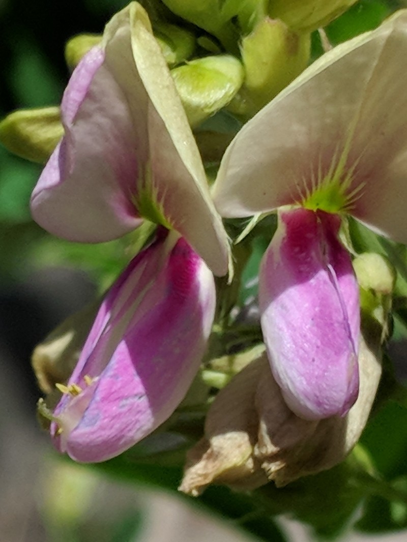 Thurber's Hoarypea photo 8