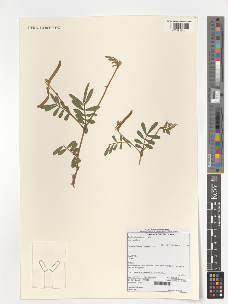 Tephrosia uniflora subsp. uniflora