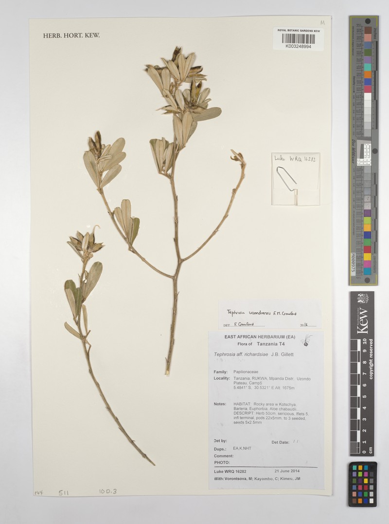 Tephrosia uzondoensis