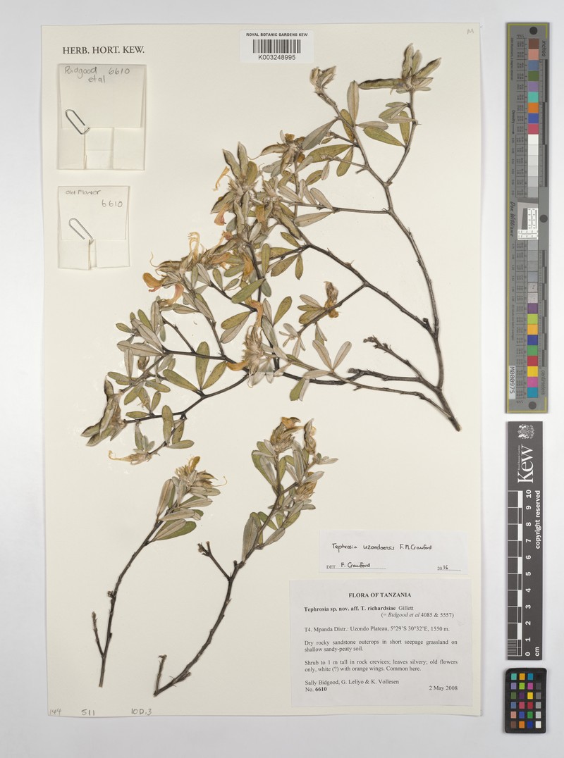 Tephrosia uzondoensis photo 2