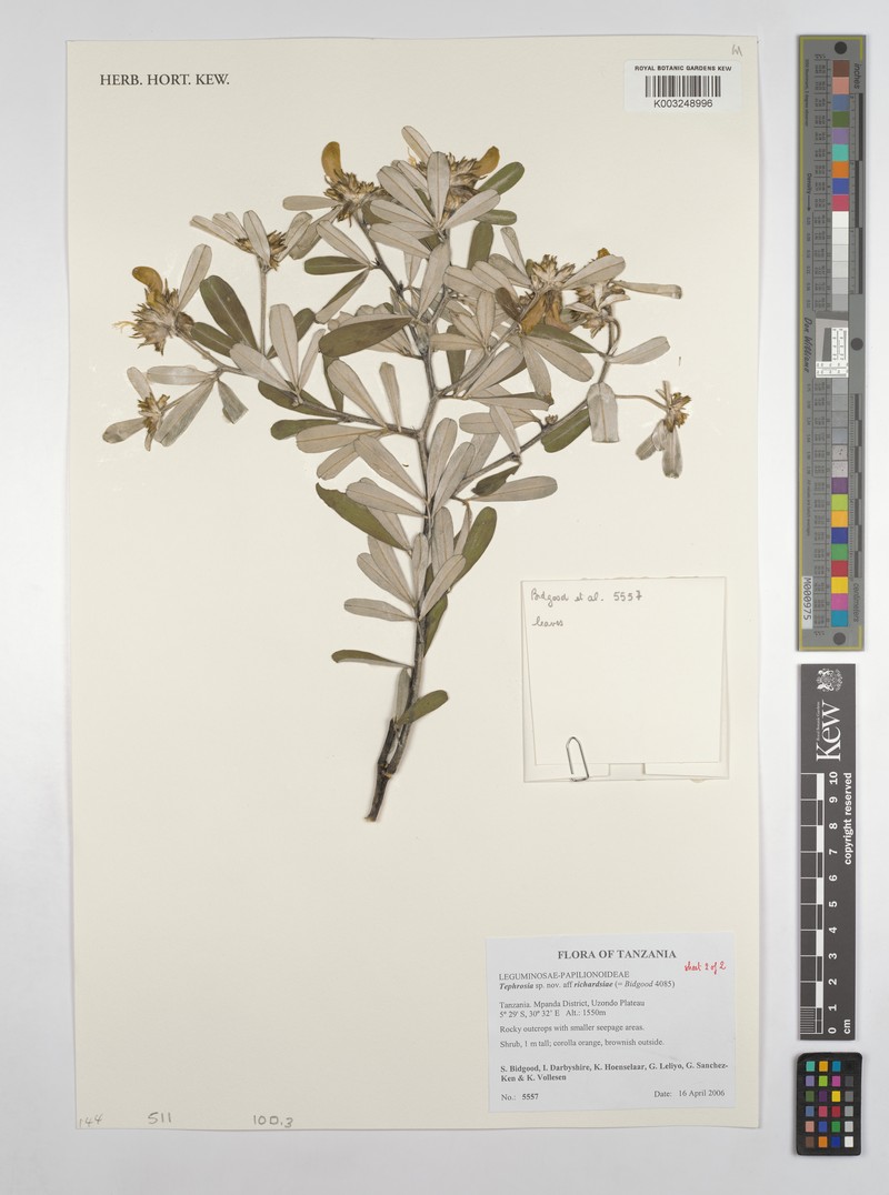 Tephrosia uzondoensis photo 3
