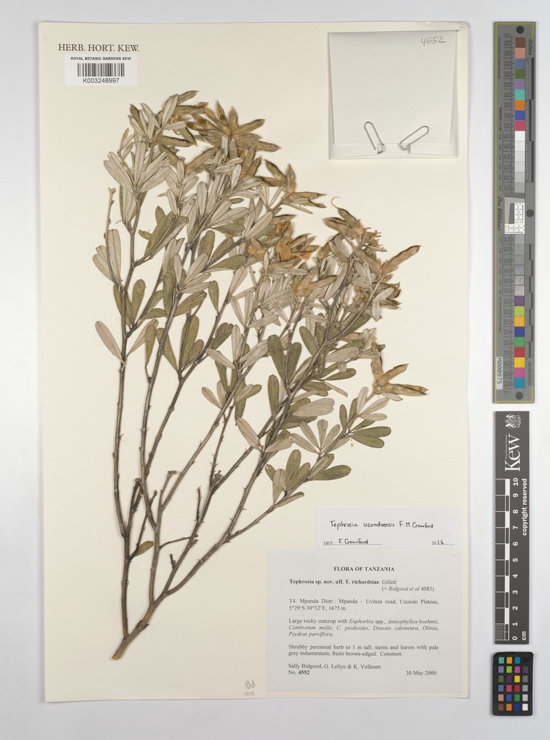 Tephrosia uzondoensis photo 4