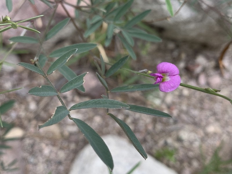 Red Hoarypea