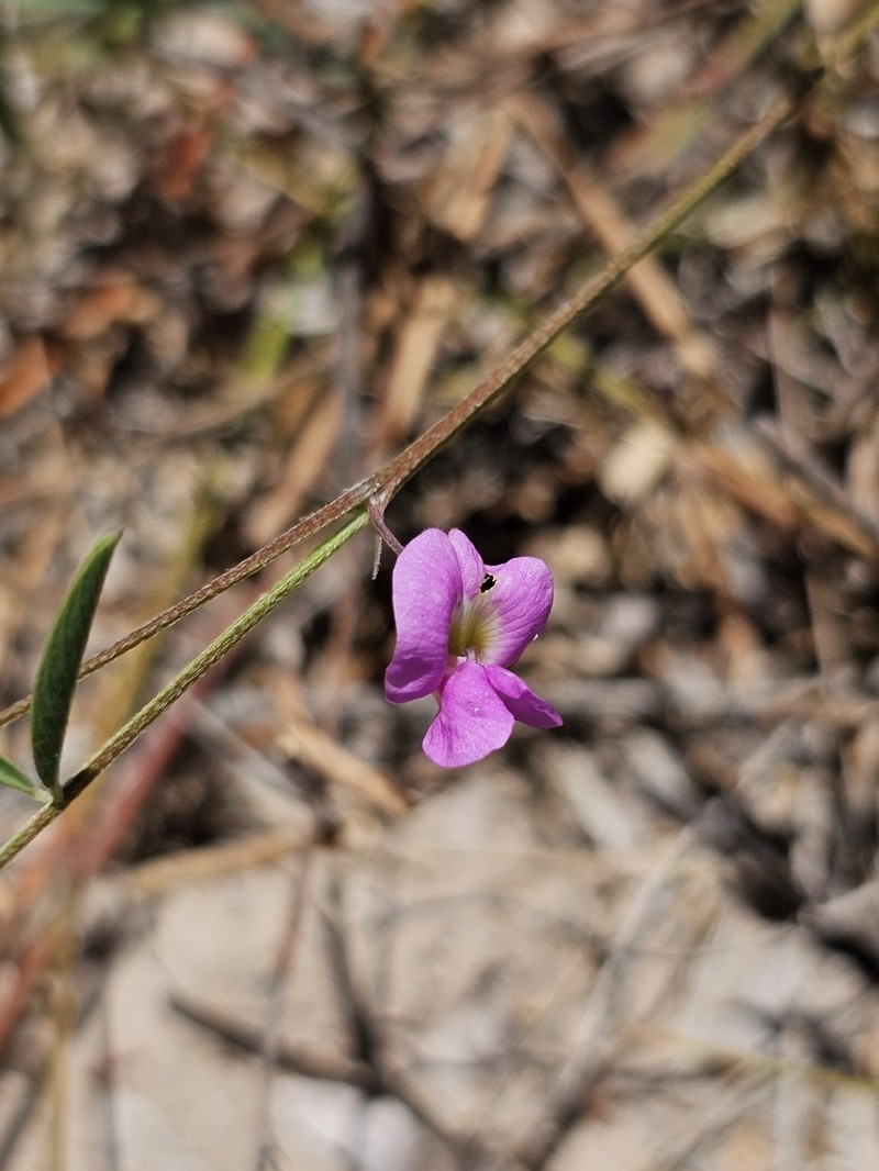 Red Hoarypea photo 2