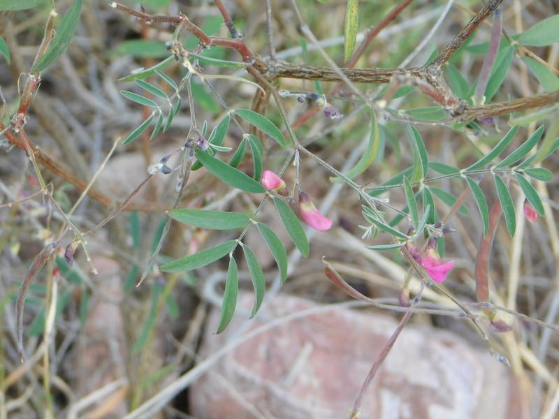 Red Hoarypea photo 3