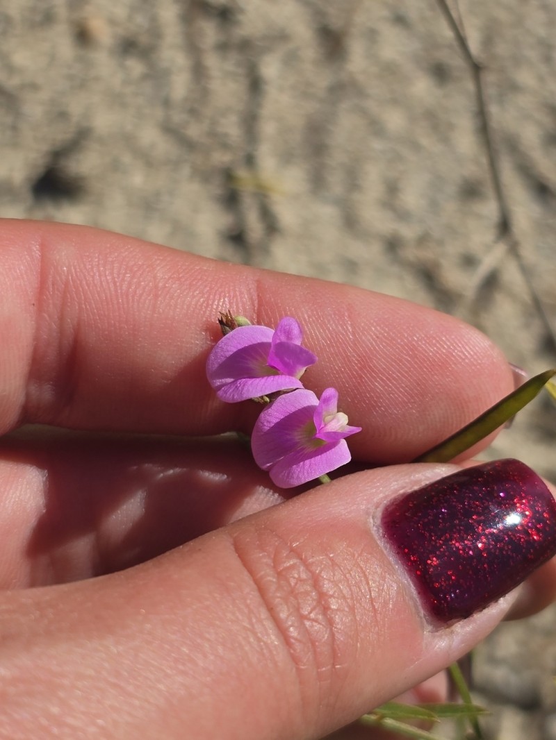 Red Hoarypea photo 4