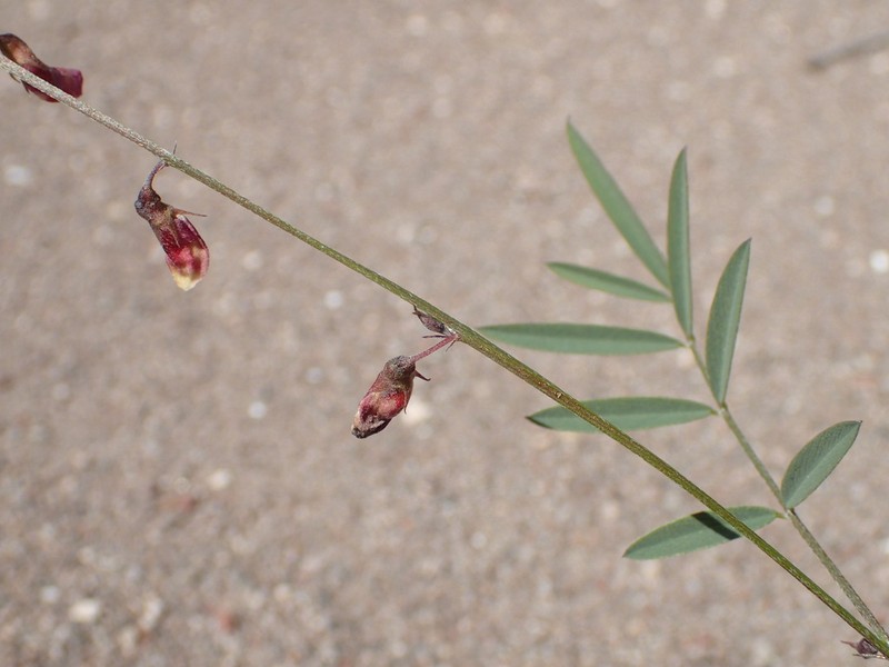 Red Hoarypea photo 7