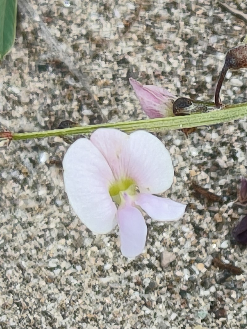 Red Hoarypea photo 8