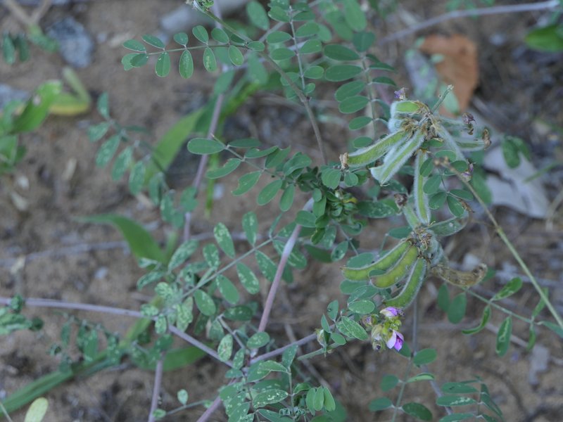 Tephrosia villosa photo 4