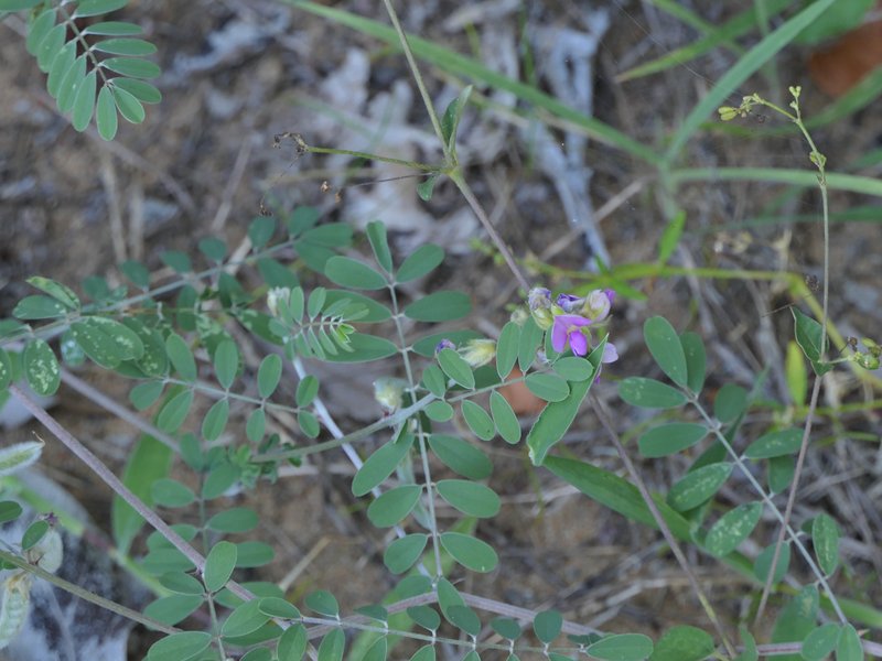 Tephrosia villosa photo 5