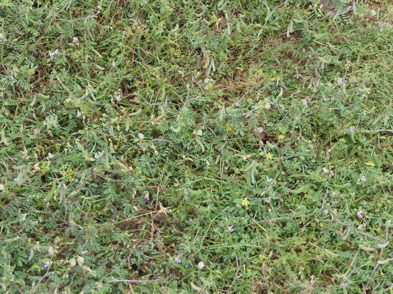 Tephrosia villosa photo 6