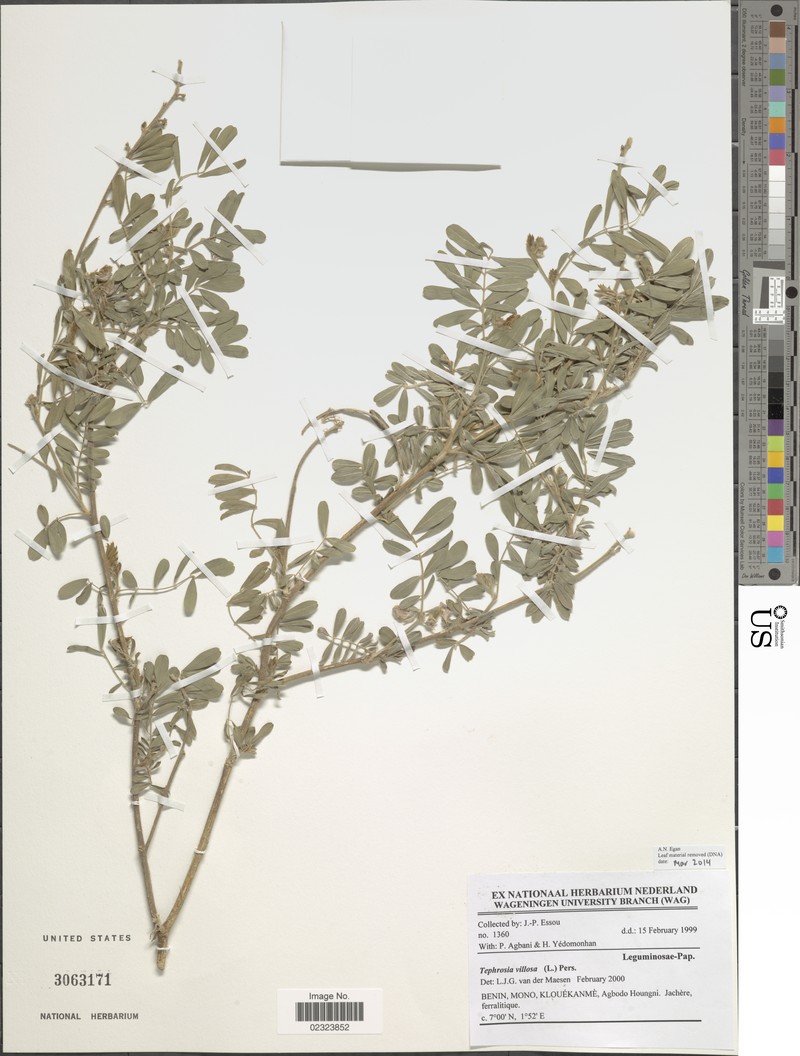 Tephrosia villosa photo 2