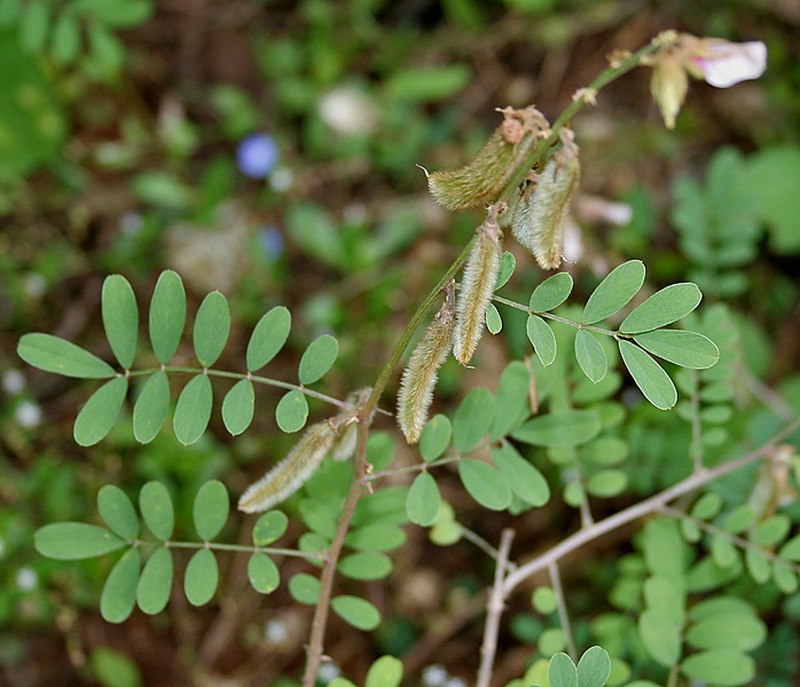Tephrosia villosa