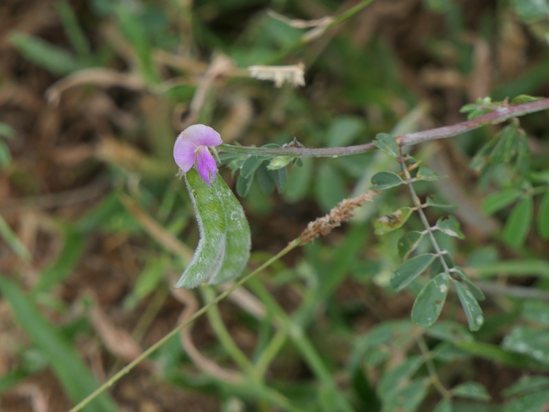 Tephrosia villosa photo 3