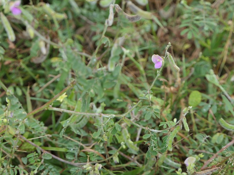 Tephrosia villosa photo 7