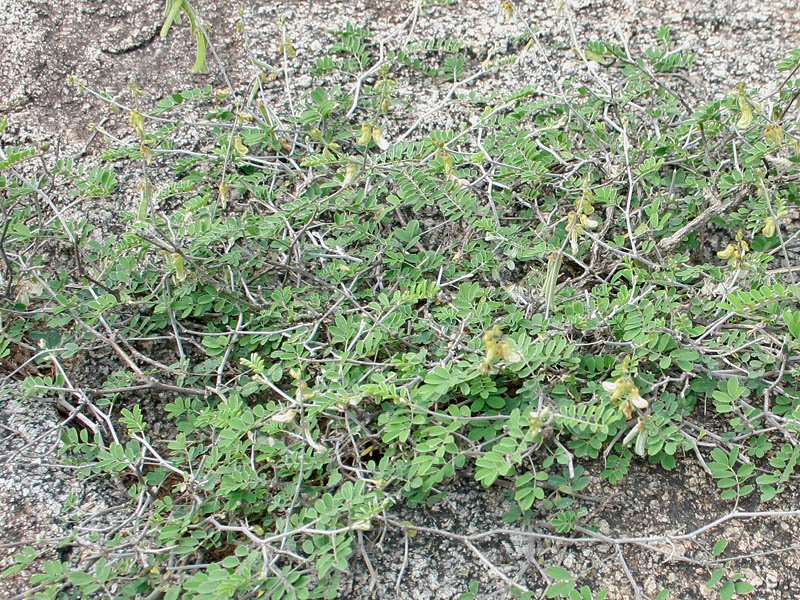 Tephrosia villosa photo 8