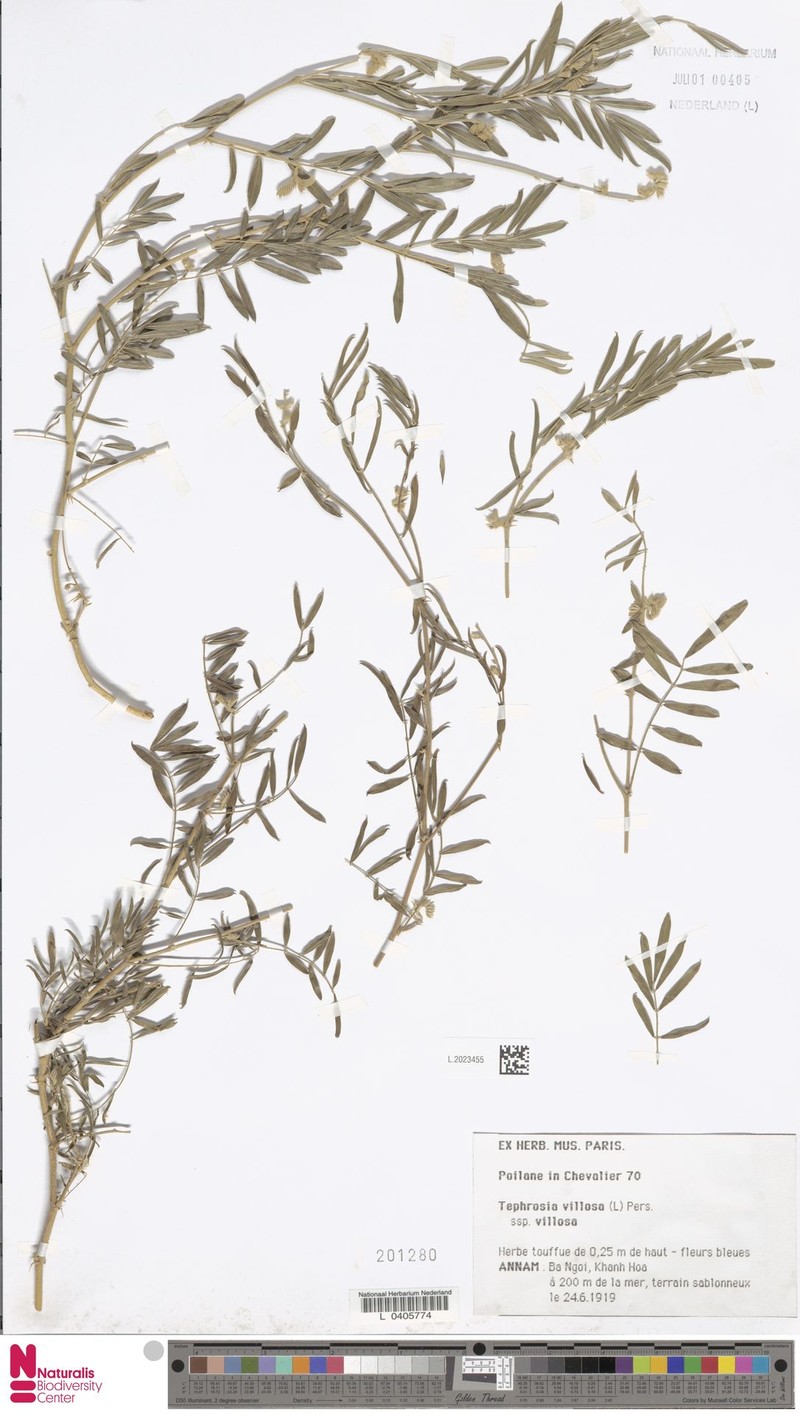 Tephrosia villosa subsp. villosa