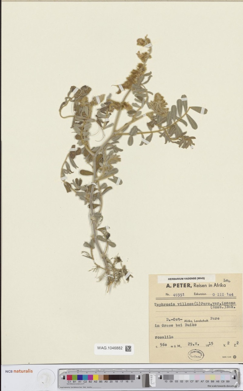 Tephrosia villosa subsp. villosa photo 2