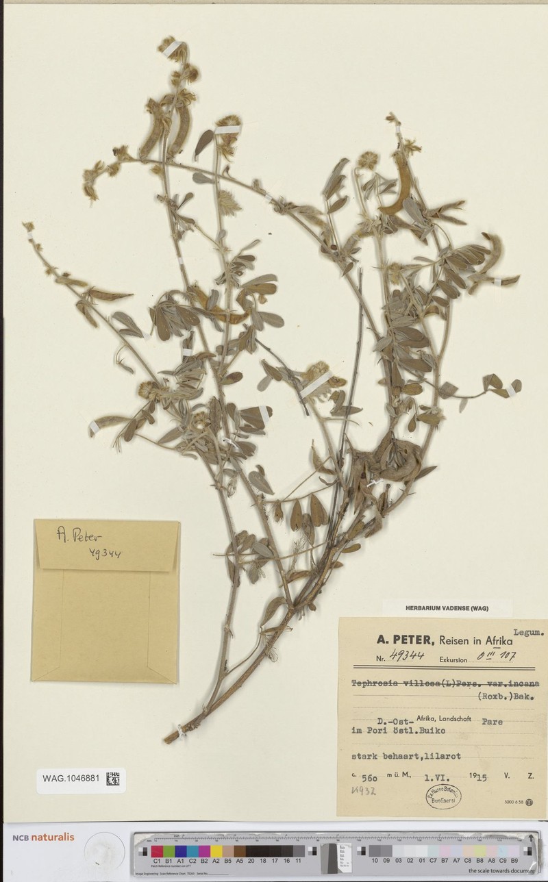 Tephrosia villosa subsp. villosa photo 3