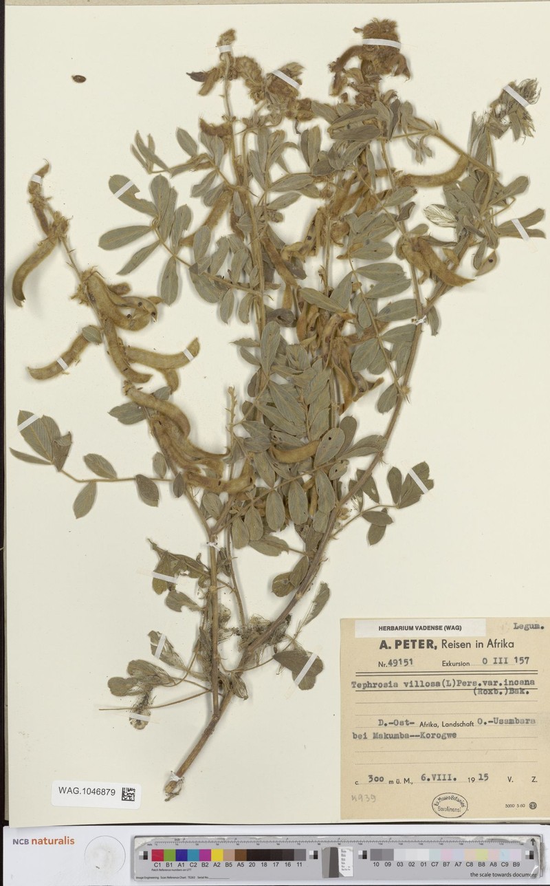 Tephrosia villosa subsp. villosa photo 4