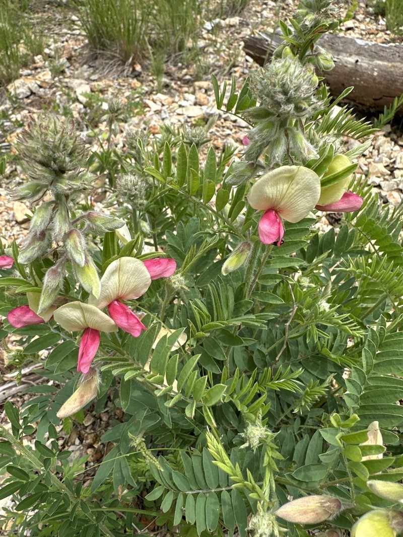 Virginia Tephrosia photo 3