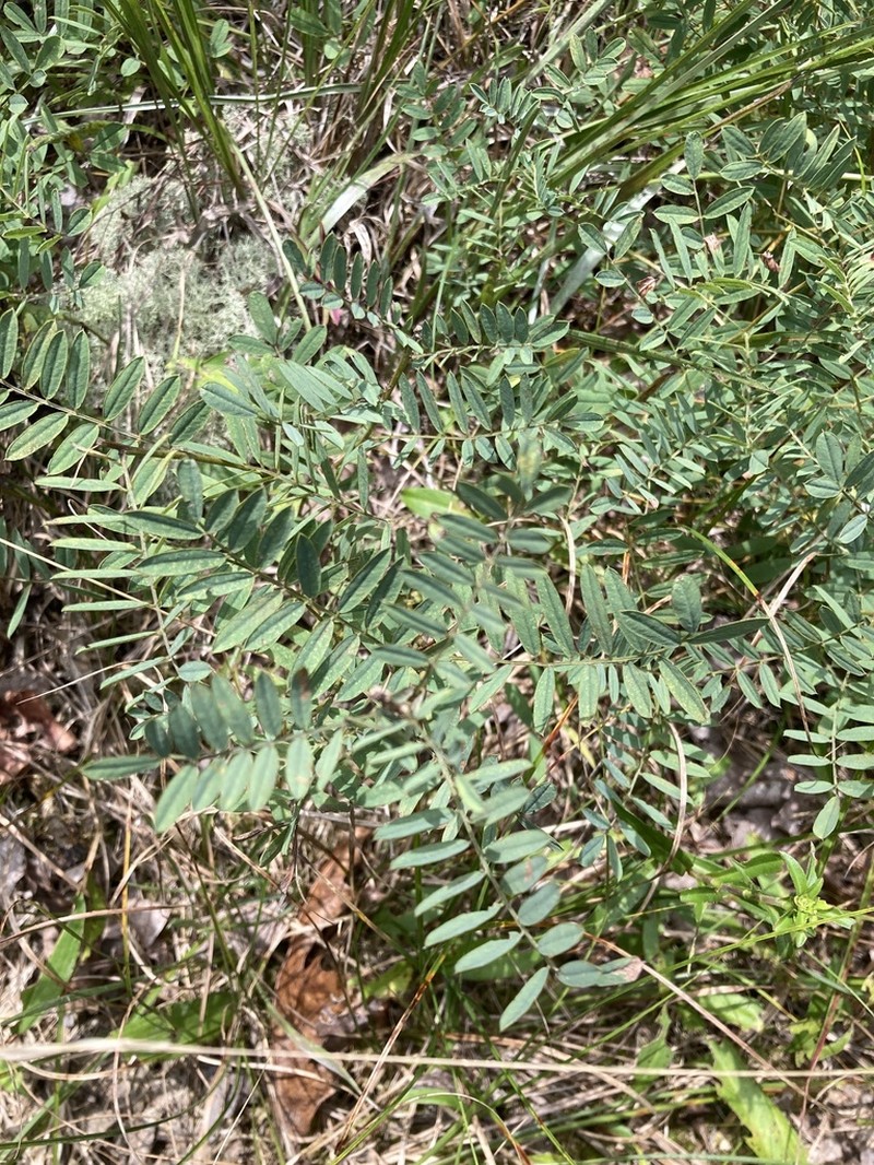 Virginia Tephrosia photo 5