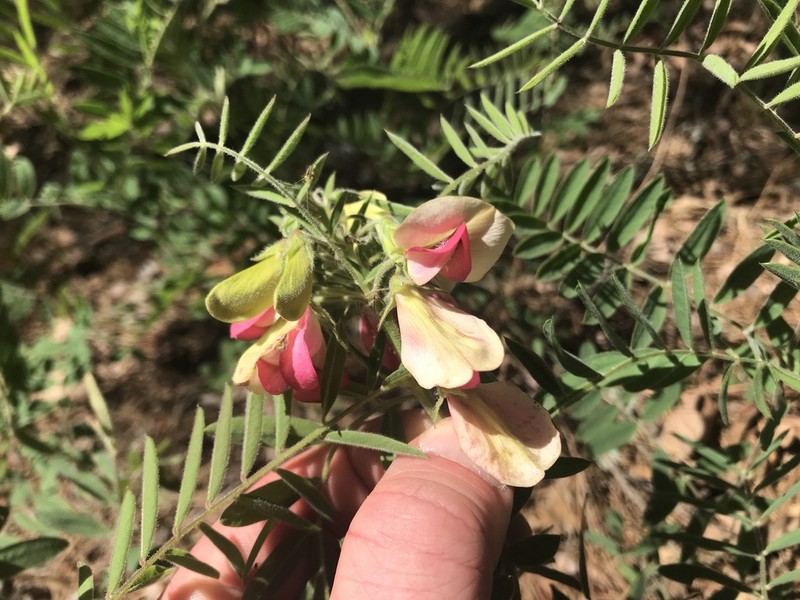 Virginia Tephrosia photo 6