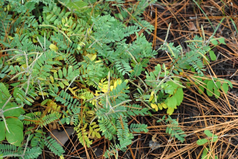 Virginia Tephrosia photo 3
