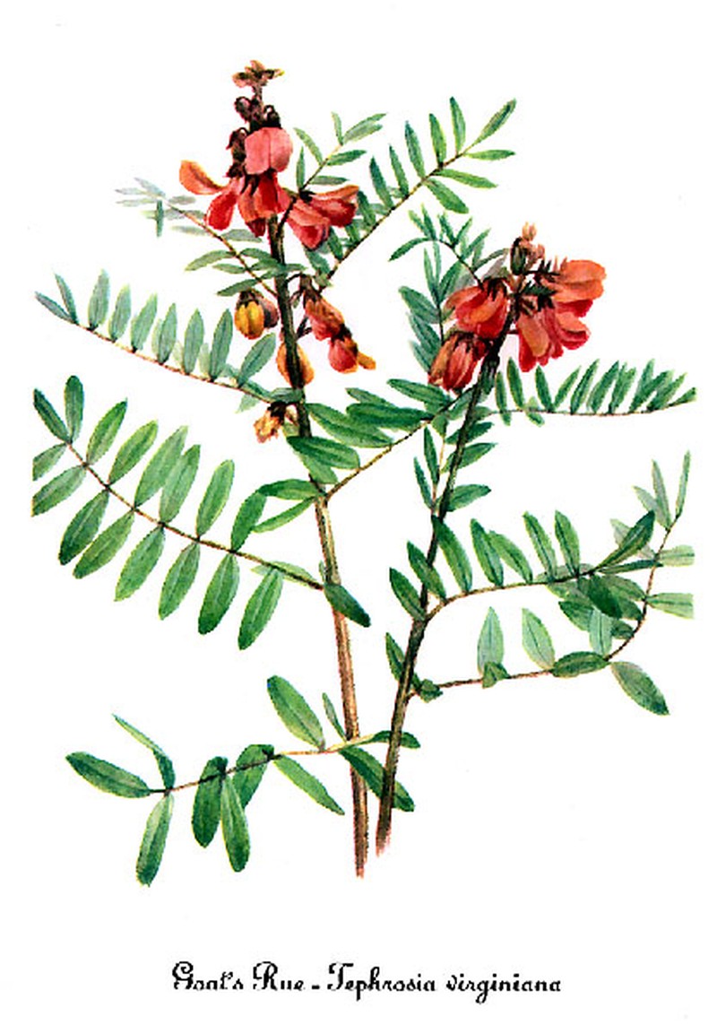 Virginia Tephrosia photo 4
