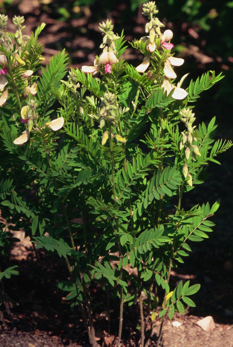 Virginia Tephrosia photo 5