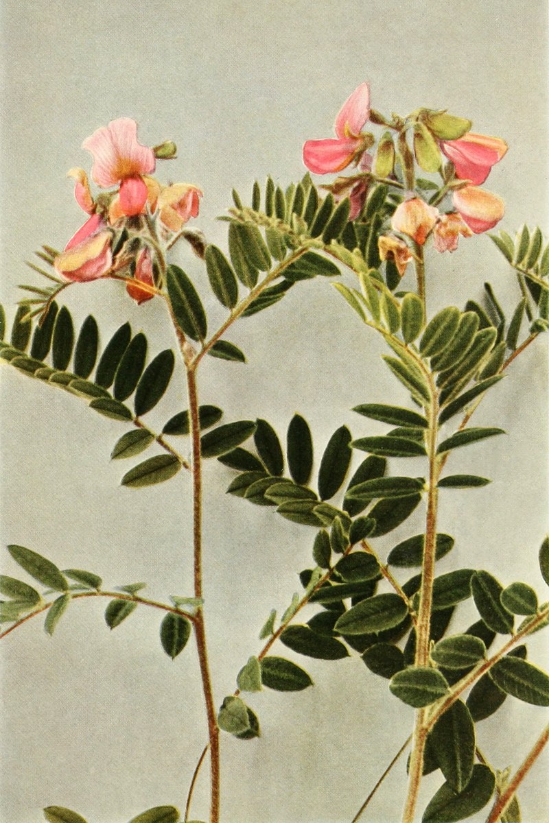 Virginia Tephrosia photo 6