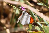 Vogel'S Tephrosia