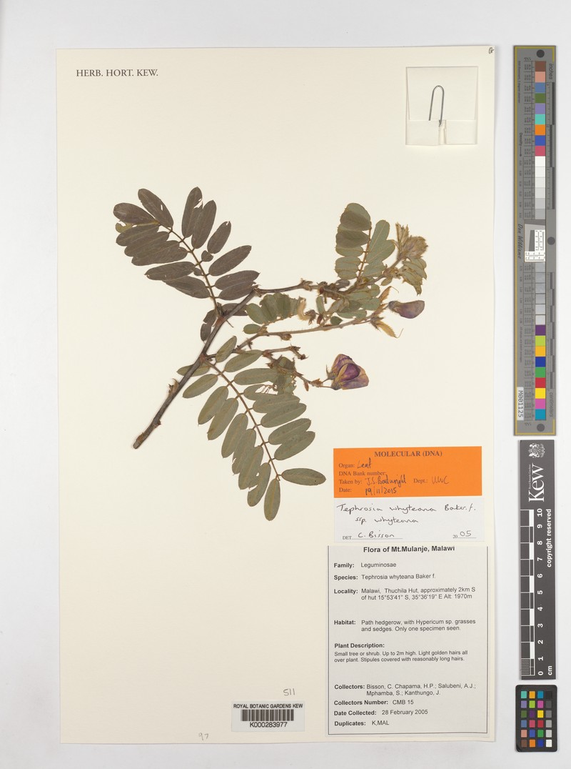 Tephrosia whyteana subsp. whyteana