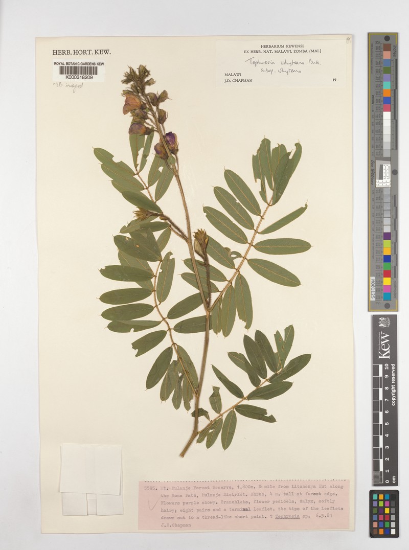 Tephrosia whyteana subsp. whyteana photo 2
